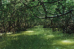 Mangrovensumpf